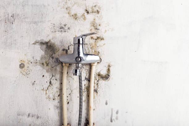 Home Mold Removal in Minturn, CO