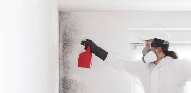 Attic Mold Removal in Minturn, CO