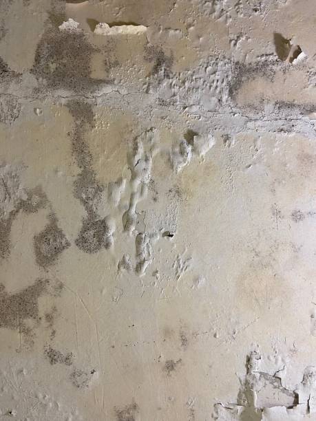 Best Local Mold Removal Service  in Minturn, CO